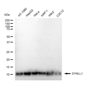 LifeSab™ KD-Validated DYNLL1 Rabbit mAb (20 μl)