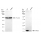 LifeSab™ KD-Validated DYNLL1 Rabbit mAb (20 μl)