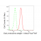 LifeSab™ KD-Validated EEA1 Rabbit mAb (20 μl)