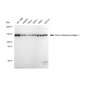 LifeSab™ KD-Validated EEA1 Rabbit mAb (20 μl)