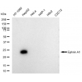 LifeSab™ KD-Validated Ephrin A1 Rabbit mAb (20 μl)