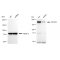 LifeSab™ KD-Validated EIF2AK4 Rabbit mAb (20 μl)