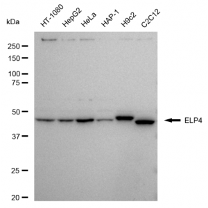 LifeSab™ KD-Validated ELP4 Rabbit mAb (20 μl)