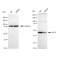 LifeSab™ KD-Validated ELP4 Rabbit mAb (20 μl)