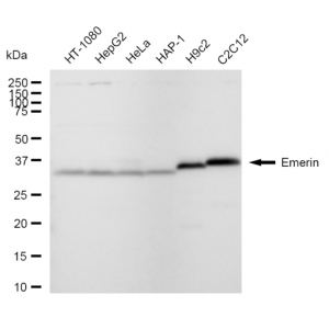 LifeSab™ KD-Validated Emerin Rabbit mAb (20 μl)