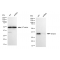 LifeSab™ KD-Validated Emerin Rabbit mAb (20 μl)