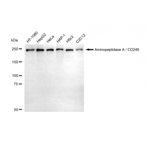 LifeSab™ KD-Validated CD249 Rabbit mAb (20 μl)