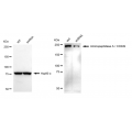 LifeSab™ KD-Validated CD249 Rabbit mAb (20 μl)