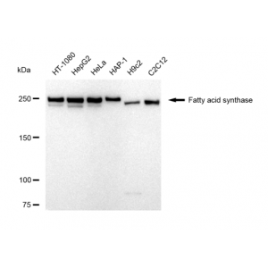 LifeSab™ KD-Validated FASN Rabbit mAb (20 μl)