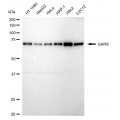 LifeSab™ KD-Validated GARS Rabbit mAb (20 μl)