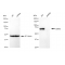 LifeSab™ KD-Validated GARS Rabbit mAb (20 μl)