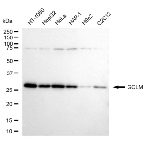 LifeSab™ KD-Validated GCLM Rabbit mAb (20 μl)