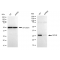 LifeSab™ KD-Validated GCLM Rabbit mAb (20 μl)