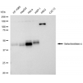 LifeSab™ KD-Validated GLA Rabbit mAb (20 μl)