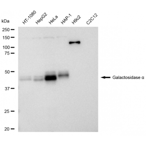 LifeSab™ KD-Validated GLA Rabbit mAb (20 μl)