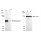 LifeSab™ KD-Validated GLA Rabbit mAb (20 μl)