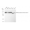 LifeSab™ KD-Validated GOLIM4 Rabbit mAb (20 μl)