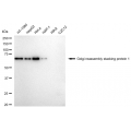 LifeSab™ KD-Validated GORASP1 Rabbit mAb (20 μl)