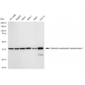 LifeSab™ KD-Validated GOT1 Rabbit mAb (20 μl)