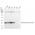 LifeSab™ KD-Validated GPX1 Rabbit mAb (20 μl)