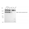 LifeSab™ KD-Validated CNTNAP1 Rabbit mAb (20 μl)