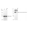 LifeSab™ KD-Validated CNTNAP1 Rabbit mAb (20 μl)