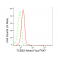 LifeSab™ KD-Validated TCEB2 Rabbit mAb (20 μl)