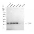 LifeSab™ KD-Validated TCEB2 Rabbit mAb (20 μl)