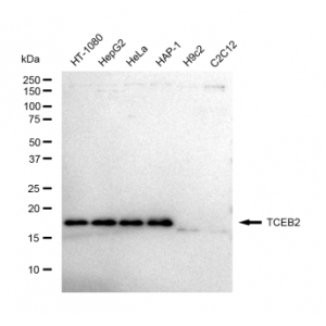 LifeSab™ KD-Validated TCEB2 Rabbit mAb (20 μl)