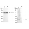 LifeSab™ KD-Validated TCEB2 Rabbit mAb (20 μl)