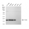 LifeSab™ KD-Validated TCEB2 Rabbit mAb (20 μl)