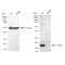 LifeSab™ KD-Validated TCEB2 Rabbit mAb (20 μl)