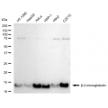 LifeSab™ KD-Validated B2M Rabbit mAb (20 μl)