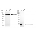 LifeSab™ KD-Validated B2M Rabbit mAb (20 μl)