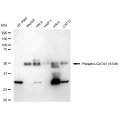 LifeSab™ KD-Validated Phospho-GATA3 (S308) Rabbit mAb (20 μl)