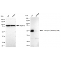 LifeSab™ KD-Validated Phospho-GATA3 (S308) Rabbit mAb (20 μl)