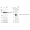 LifeSab™ KD-Validated Phospho-GATA3 (S308) Rabbit mAb (20 μl)