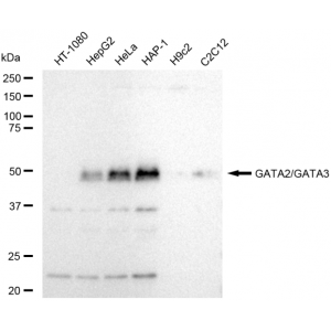 LifeSab™ KD-Validated GATA2/3 Rabbit mAb (20 μl)