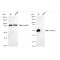 LifeSab™ KD-Validated GATA2/3 Rabbit mAb (20 μl)