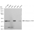 LifeSab™ KD-Validated CTSL Rabbit mAb (20 μl)