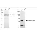 LifeSab™ KD-Validated CTSL Rabbit mAb (20 μl)