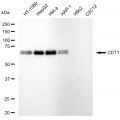 LifeSab™ KD-Validated CDT1 Rabbit mAb (20 μl)