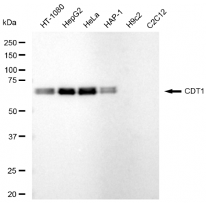 LifeSab™ KD-Validated CDT1 Rabbit mAb (20 μl)