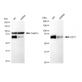 LifeSab™ KD-Validated CDT1 Rabbit mAb (20 μl)