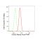 LifeSab™ KD-Validated CD82 Rabbit mAb (20 μl)