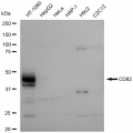 LifeSab™ KD-Validated CD82 Rabbit mAb (20 μl)