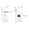 LifeSab™ KD-Validated CD82 Rabbit mAb (20 μl)