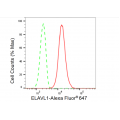 LifeSab™ KD-Validated ELAVL1 Rabbit mAb (20 μl)