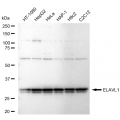 LifeSab™ KD-Validated ELAVL1 Rabbit mAb (20 μl)