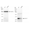 LifeSab™ KD-Validated ELAVL1 Rabbit mAb (20 μl)